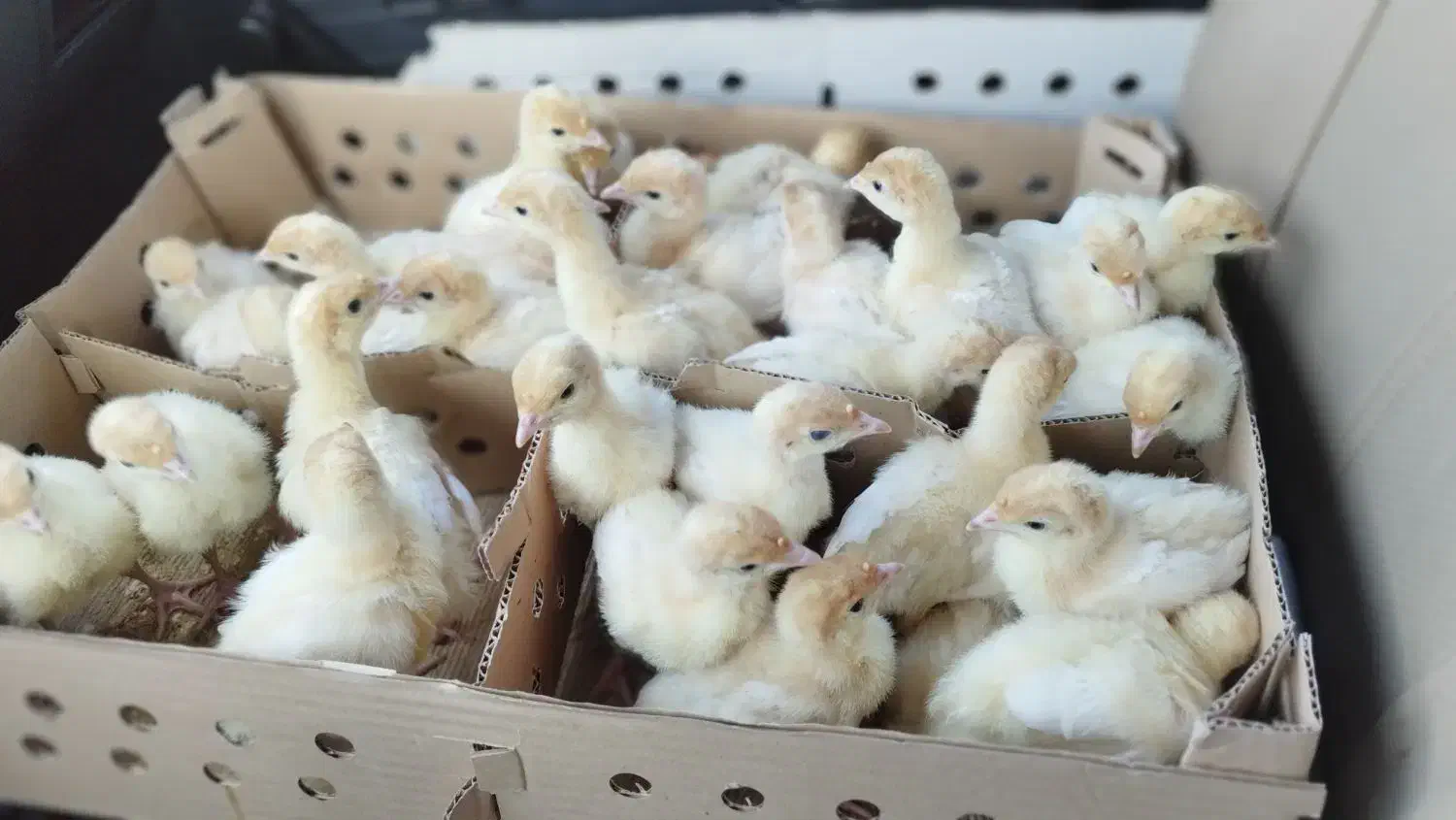 جوجه بوقلمون بیوتی 6|حیوانات مزرعه|گرگان, |دیوار