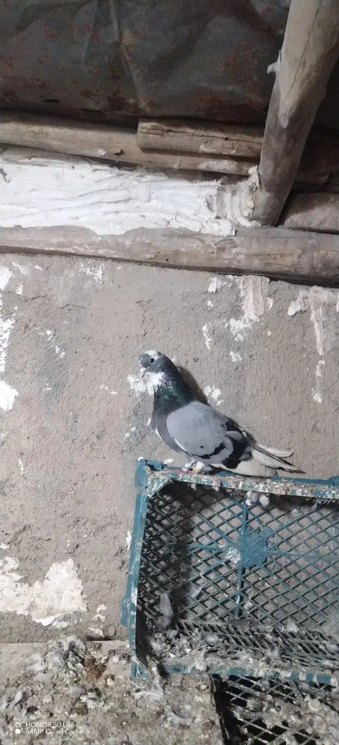 کبوتر|پرنده|سنگدوین, |دیوار