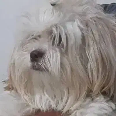 سگ پا کوتاه پشمالو|سگ|زرند, |دیوار