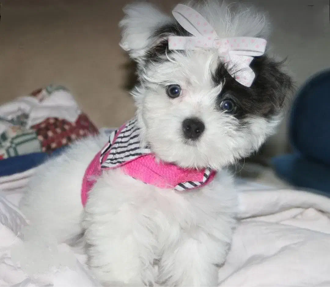 سگ عروسکی پشمالو مینیاتوری|سگ|اصفهان, زاجان|دیوار