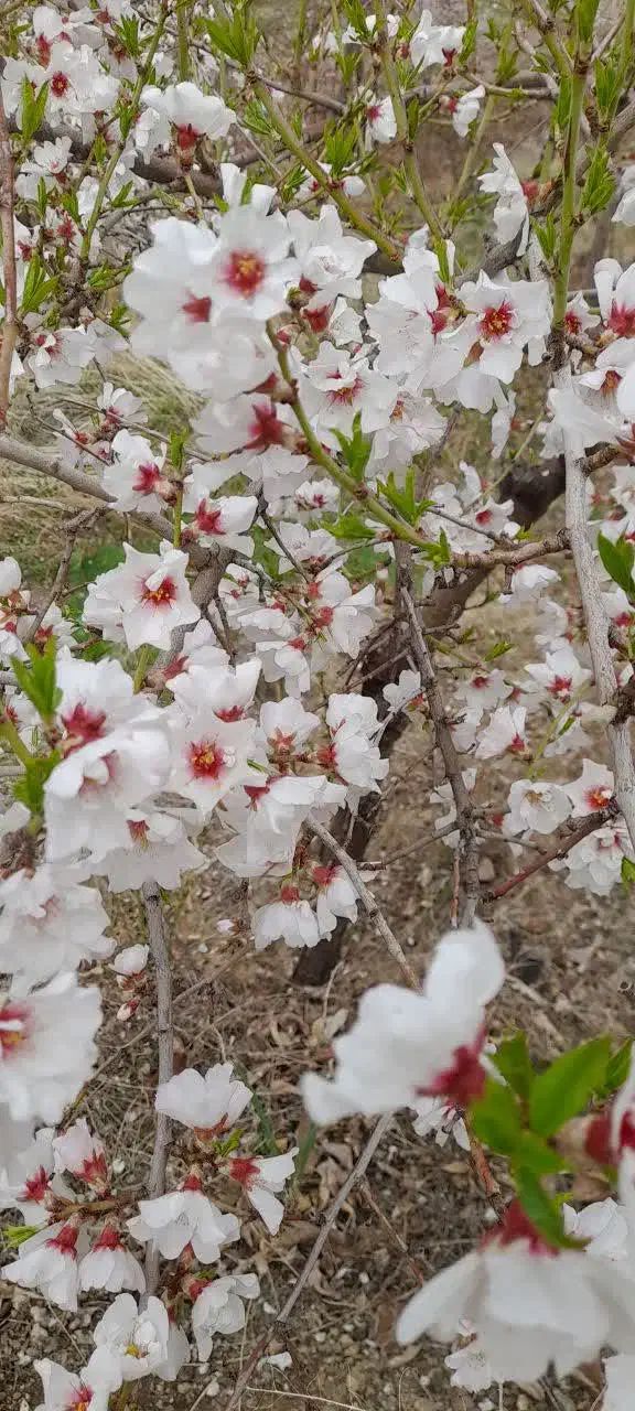 باغ ۶۰۰۰ متری با انواع درختان میوه|فروش دفتر صنعتی، کشاورزی، تجاری|شهرکرد, |دیوار
