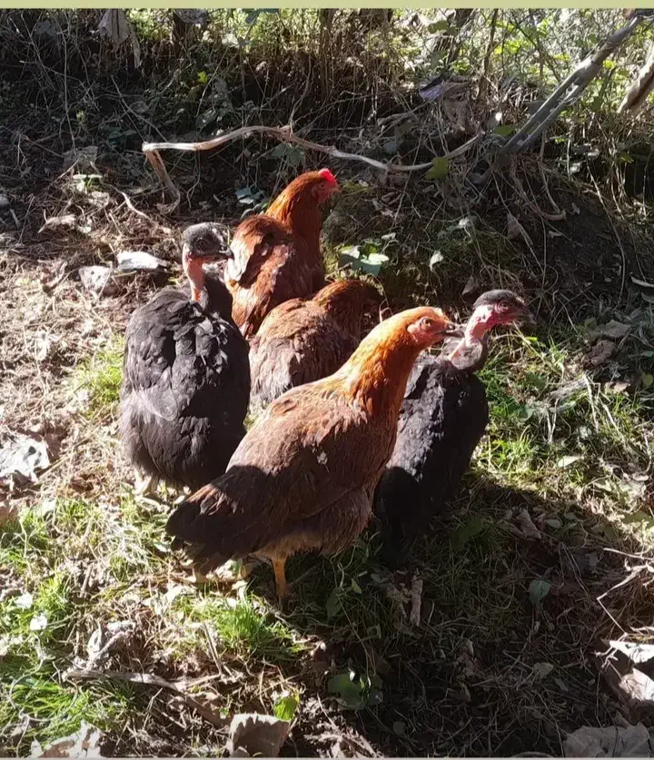 خروس و نیمچه گردن لختی و معمولی|حیوانات مزرعه|تالش, جوکندان|دیوار