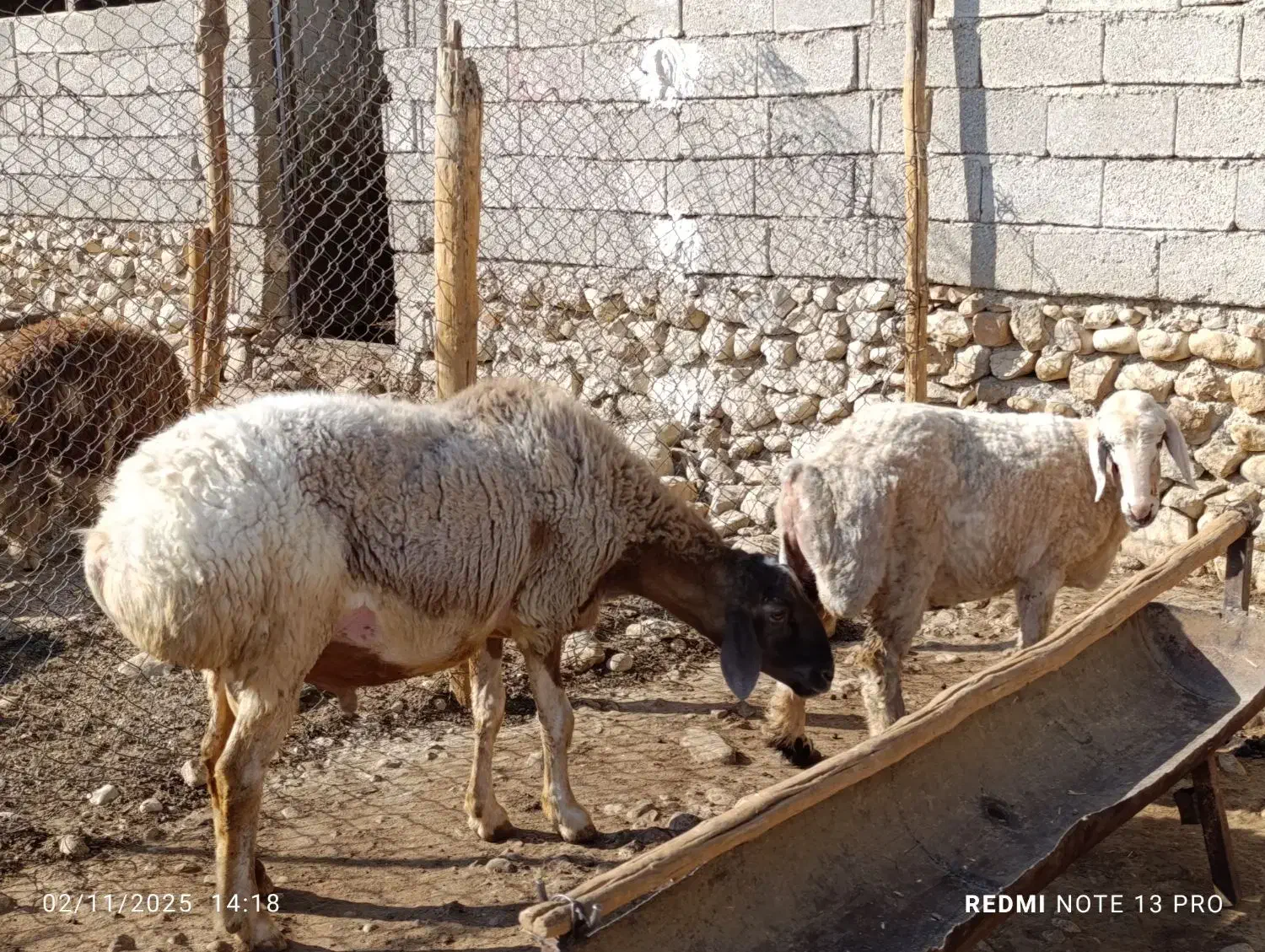 قوچ داشتی|حیوانات مزرعه|کوه چنار, |دیوار