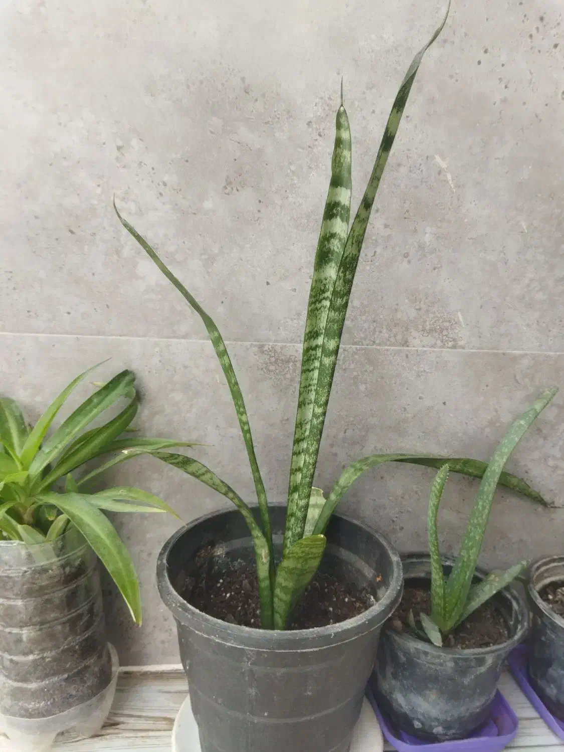 فروش گل های آپارتمانی وبیرونی|گل و گیاه طبیعی|آزادشهر, |دیوار