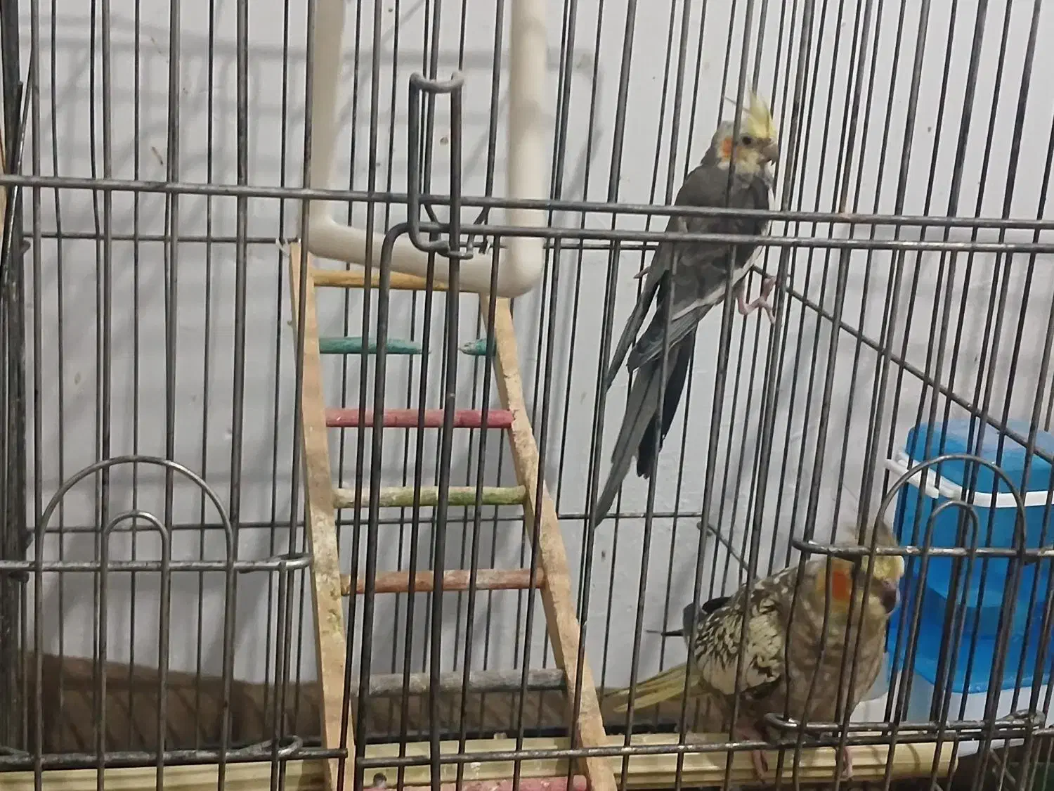 باسلام دوجفت عروس هلندی مولد 3تاجوجه دنخور|پرنده|شهریار, دهشاد پائین|دیوار