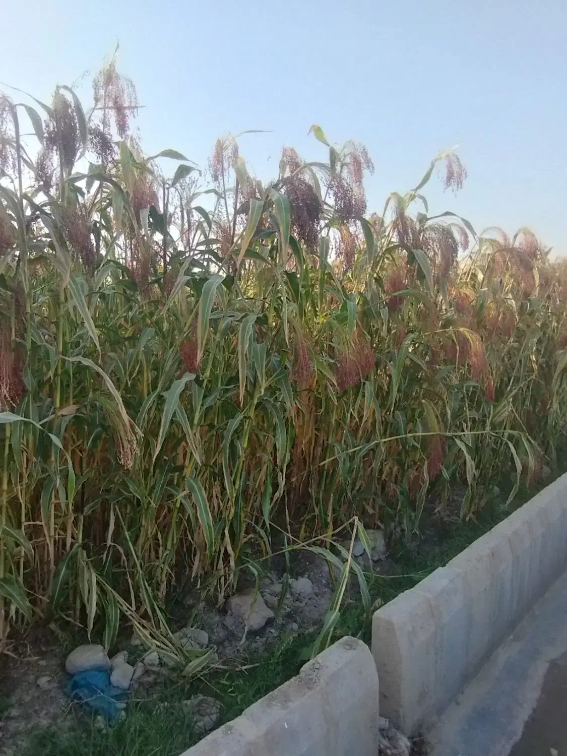 جارو خوشه|خدمات باغبانی و درختکاری|آشخانه, |دیوار