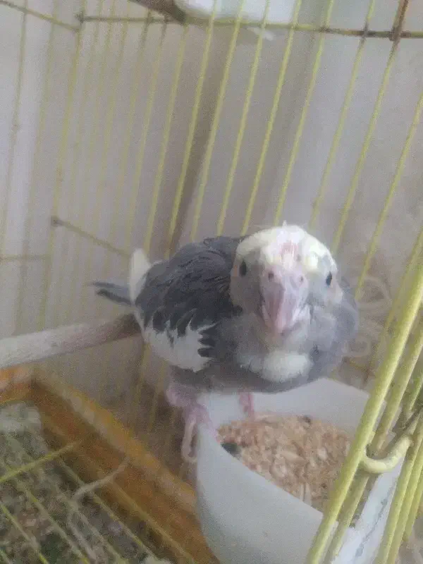 عروس هلندی|پرنده|گلستان (تهران), |دیوار