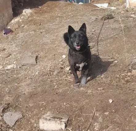 سگ گمشده|حیوانات|خرمدره, |دیوار