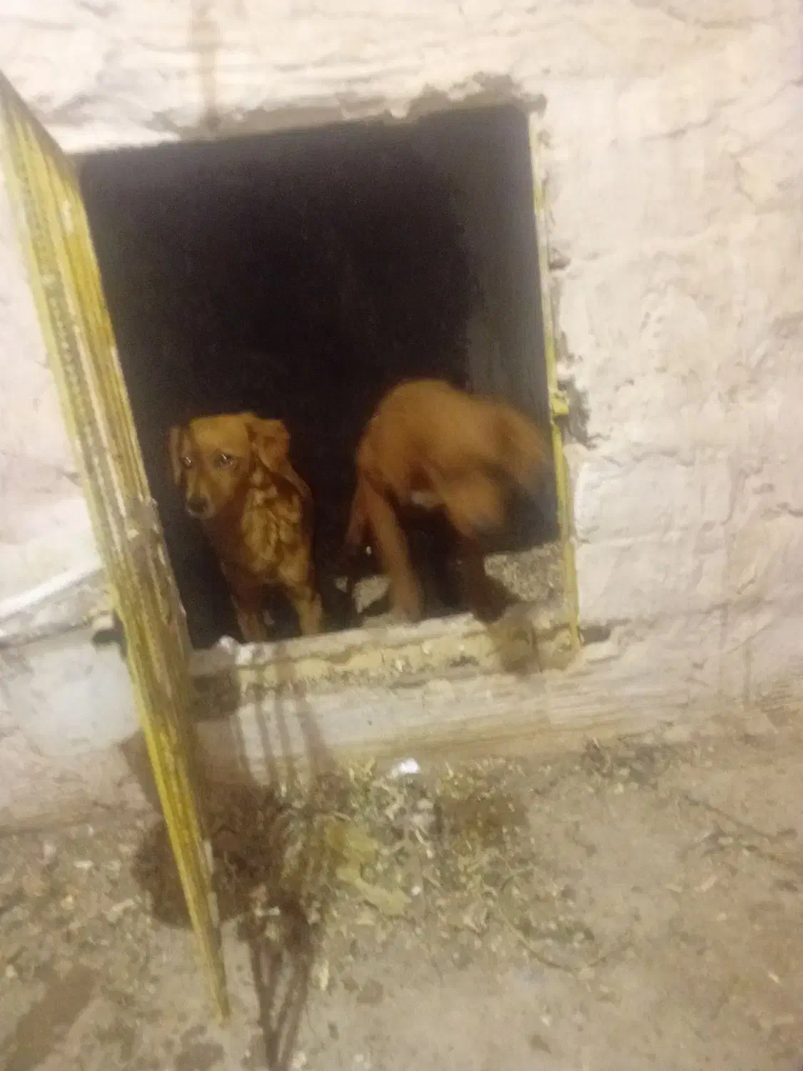 وارداتی ازاسپانیا|سگ|ایواوغلی, |دیوار