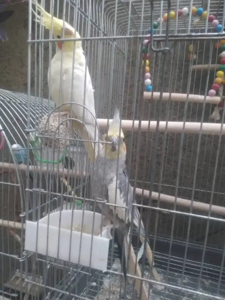 عروس هلندی نر و ماده|پرنده|شاهین دژ, |دیوار