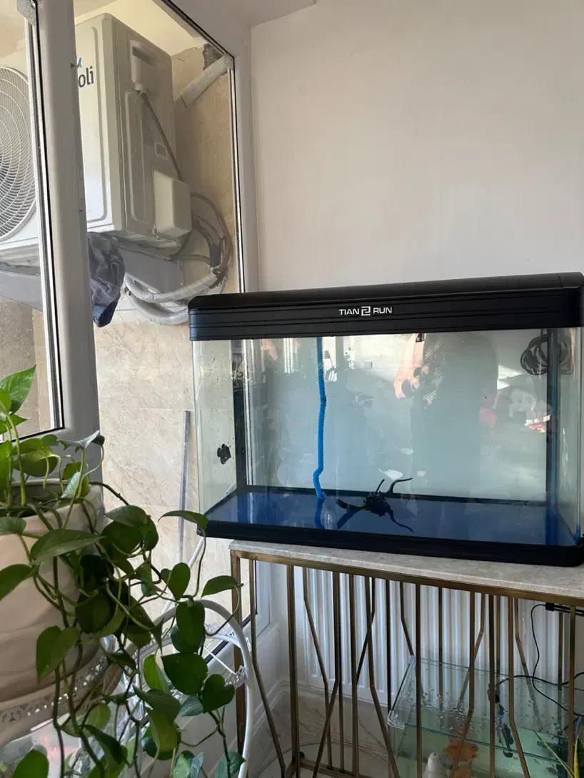 اکواریوم وارداتی به همراه پمپ تصفیه|ماهی|شیراز, معالیآباد|دیوار