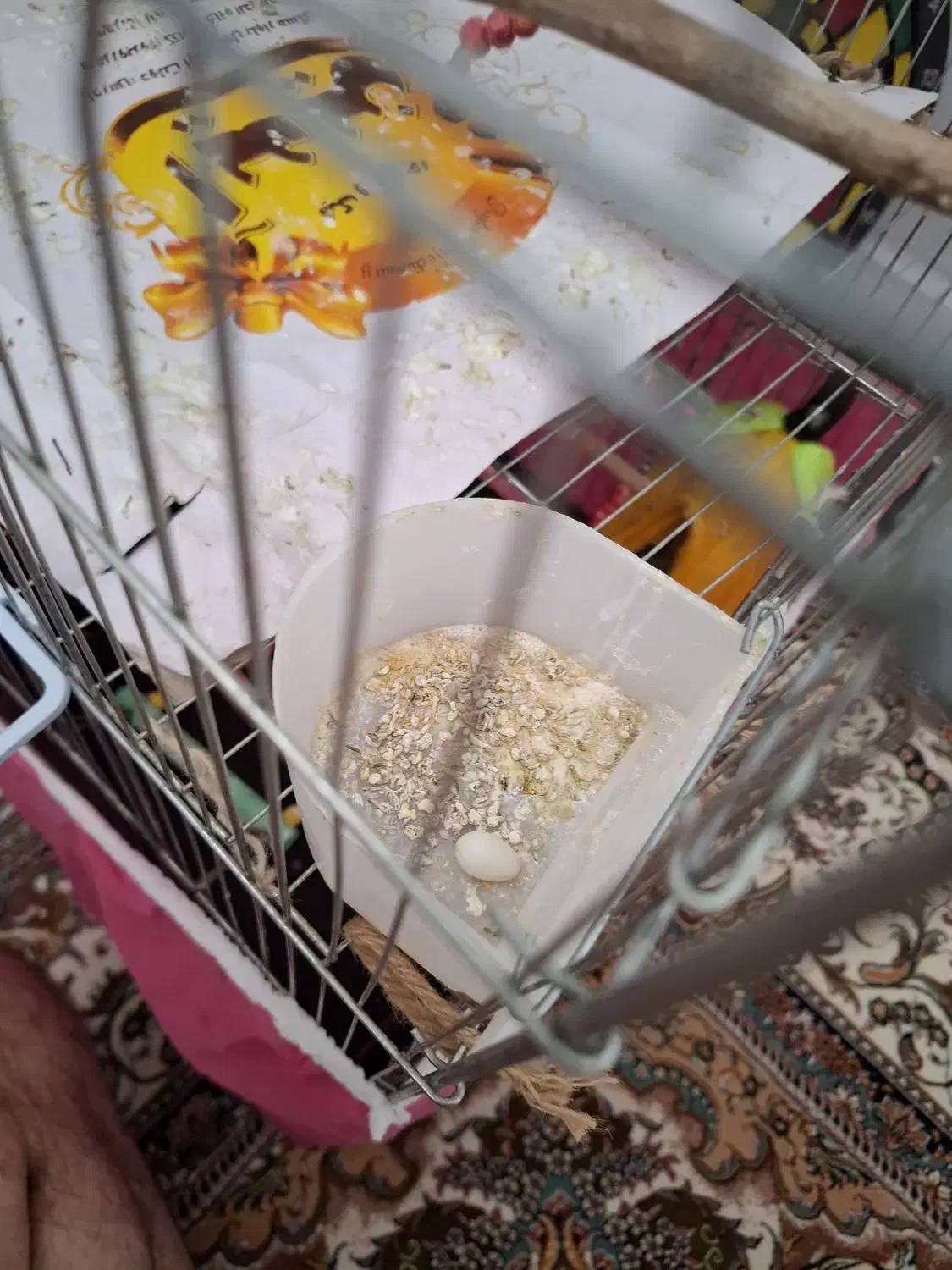 فنچ|پرنده|کرمانشاه, |دیوار