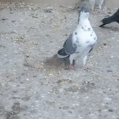 کفتر دمگیر دوبحر گلین|پرنده|اصفهان, گورت|دیوار