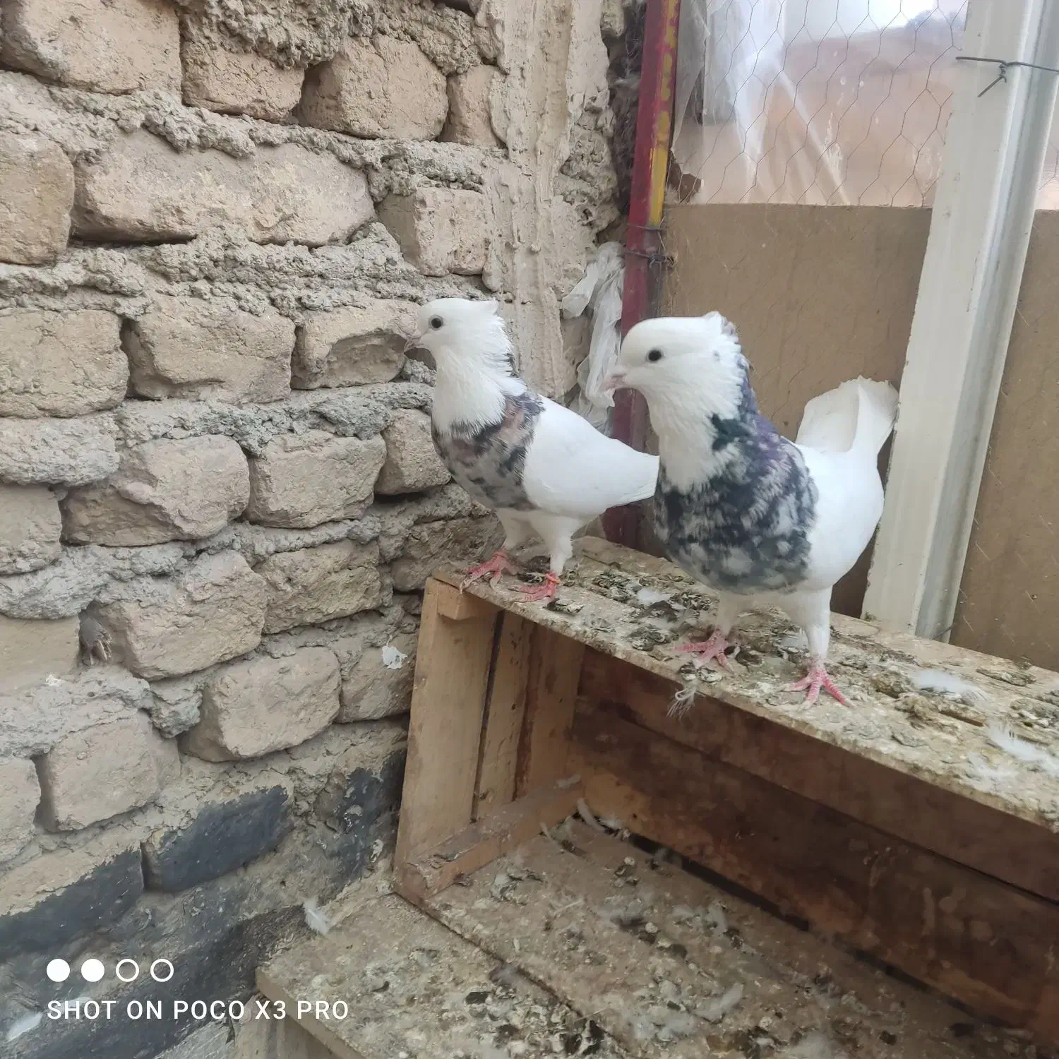 کبوتر طوقی|پرنده|محمدشهر, کوی بهار|دیوار