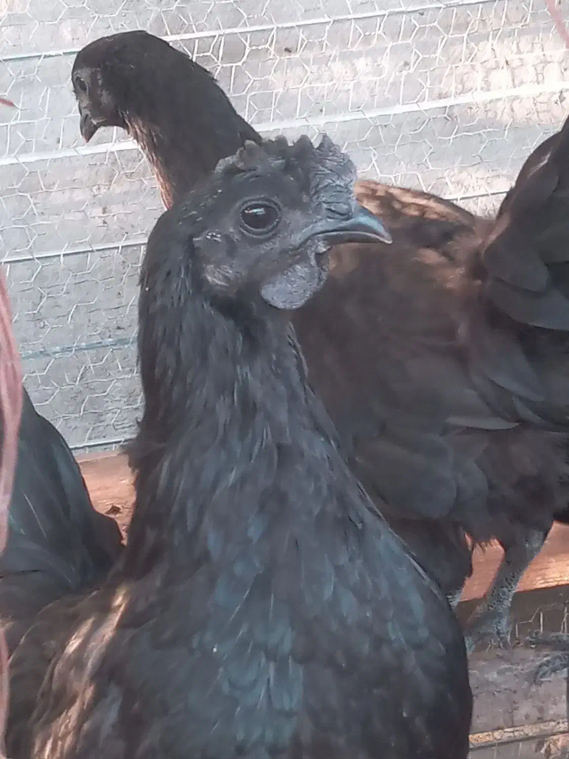 ۳جفت مرغ و خروس ایام سمانی|حیوانات مزرعه|بابل, |دیوار