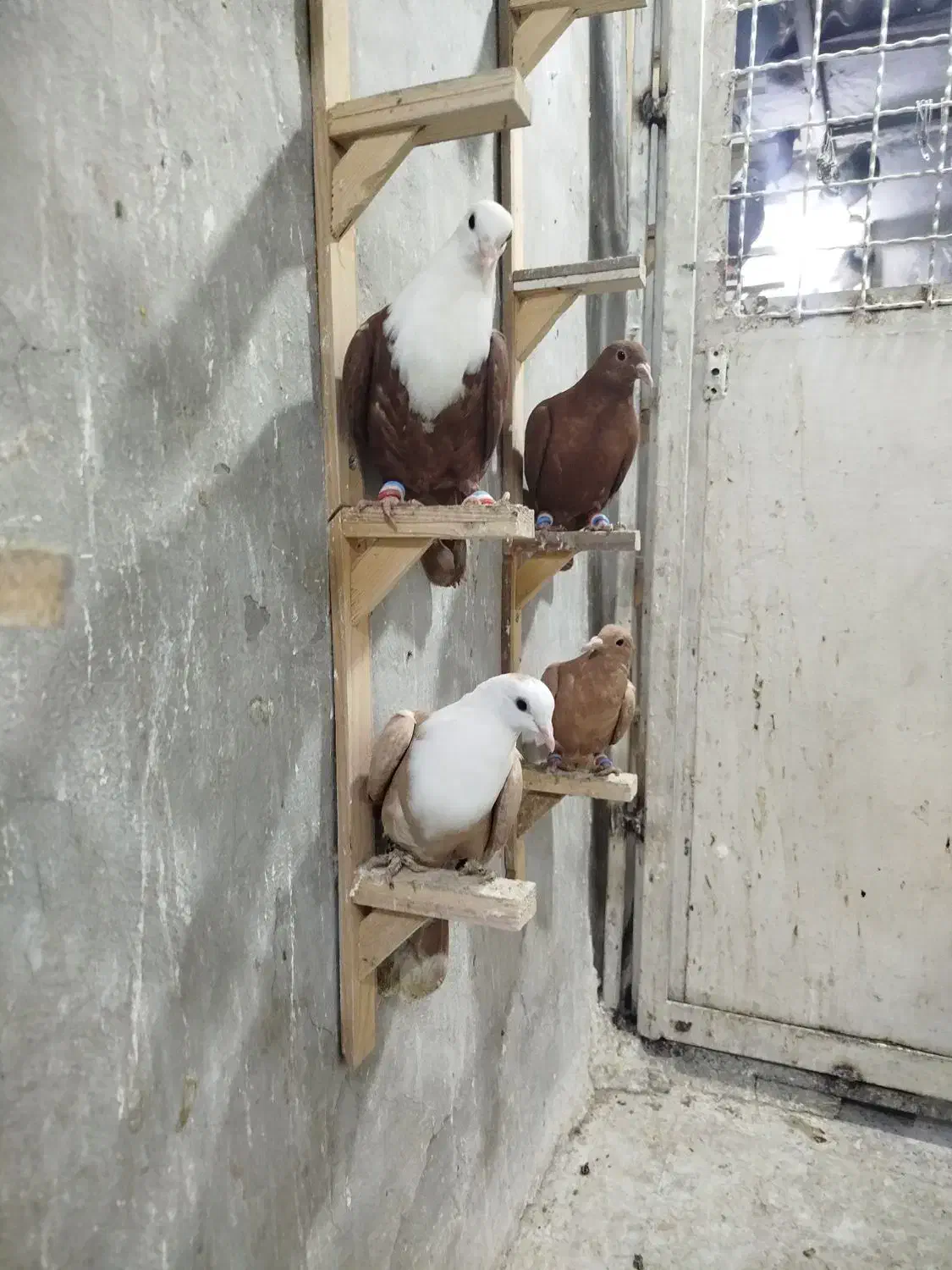 چهار عدد جوجه زرد و سرخ وکلاغ|پرنده|تربت‌حیدریه, باغ ملی|دیوار