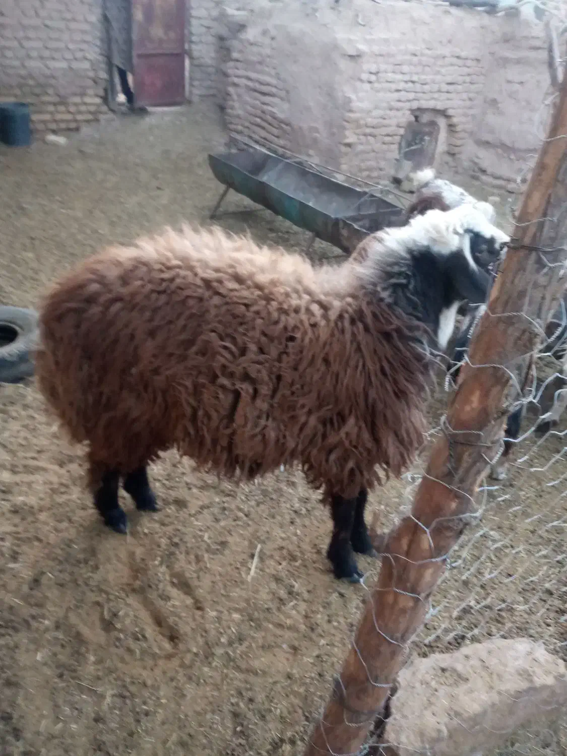 گوسفند|حیوانات مزرعه|نیمبلوک, |دیوار