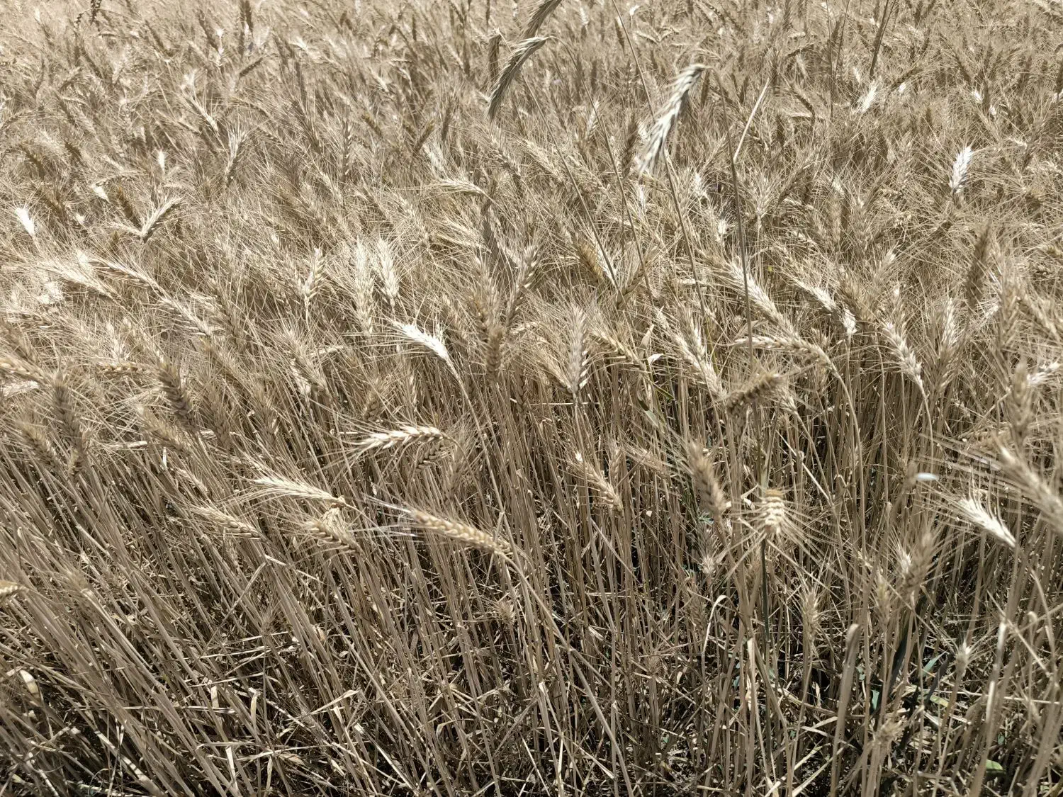 گندم دیم آذر 2 بوجاری شده|عمدهفروشی|فریمان, |دیوار