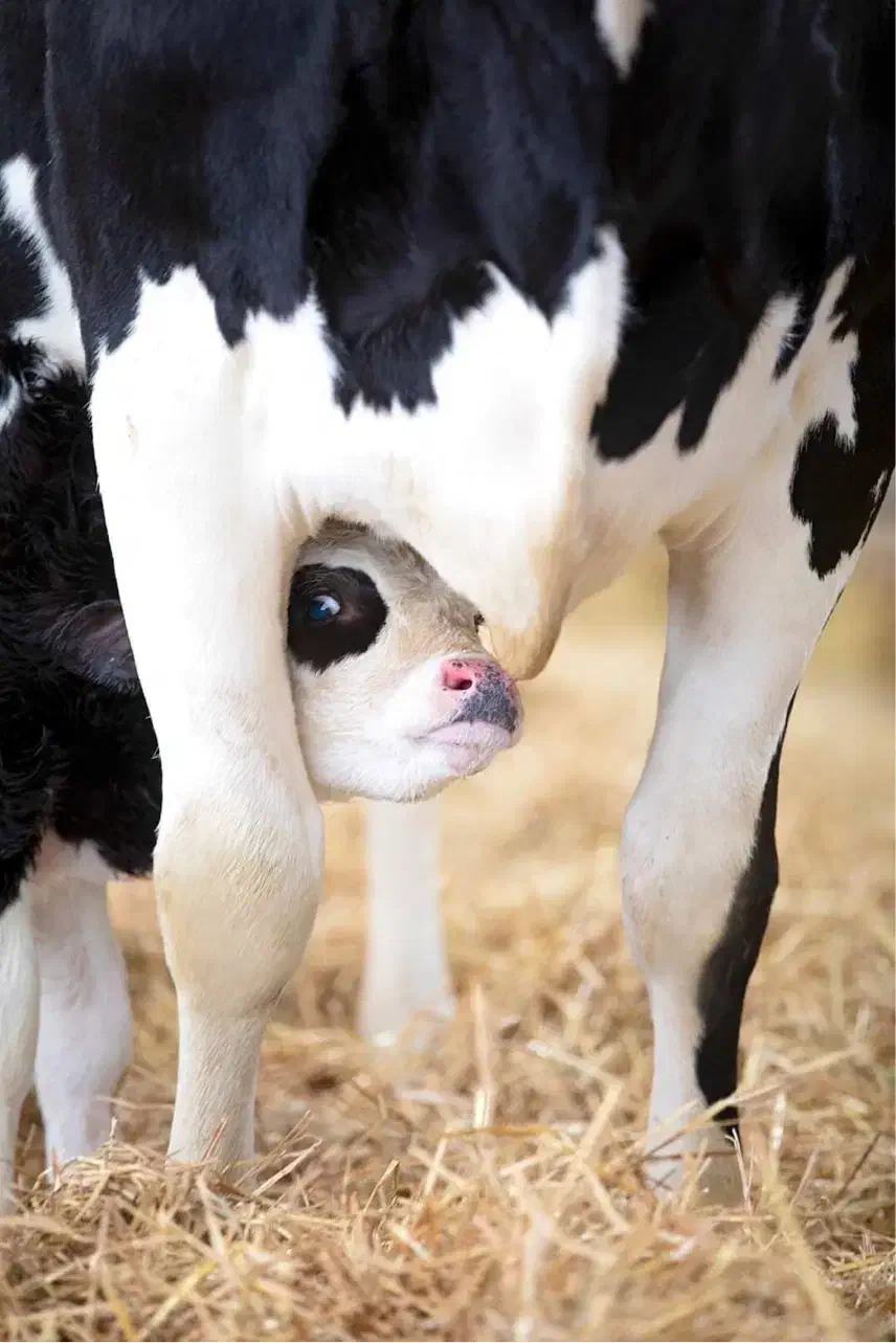 فروش گاو شیری هلشتاین اصیل|حیوانات مزرعه|خرمدره, |دیوار