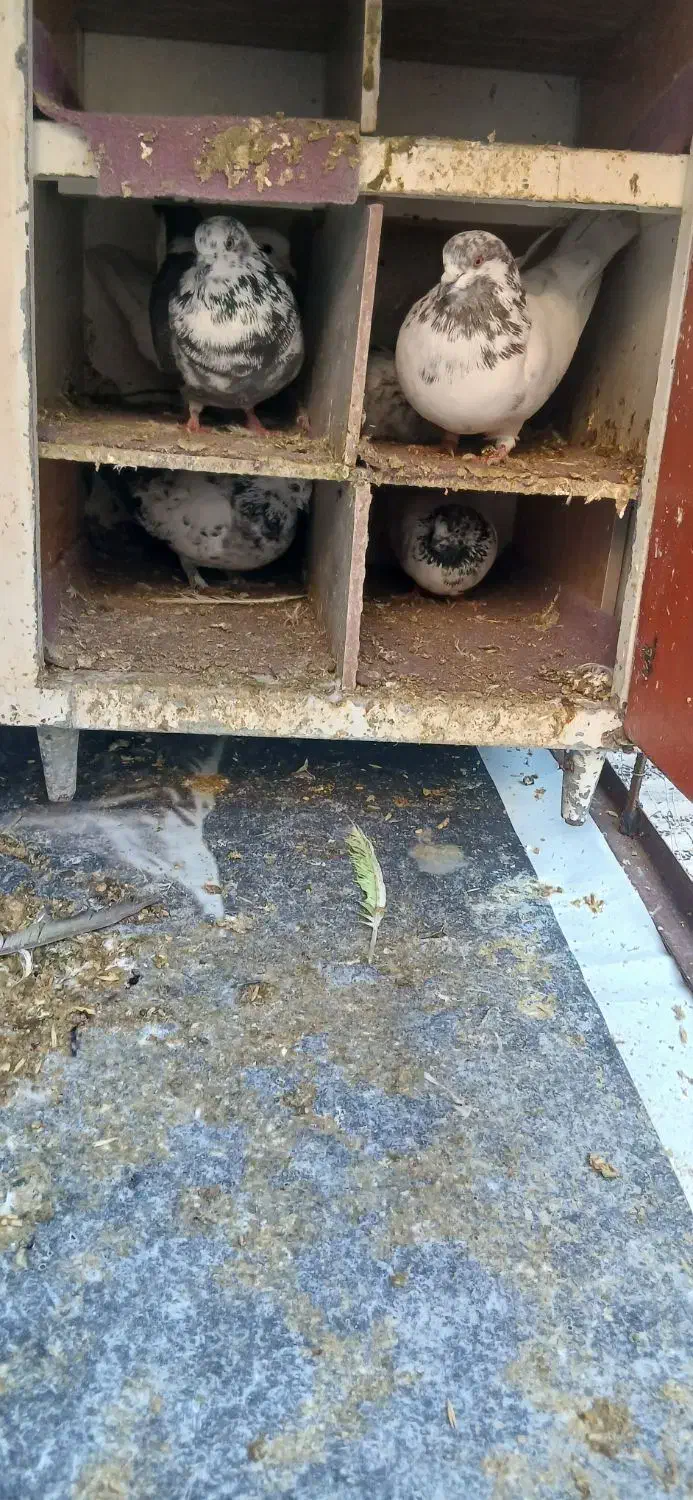 کفتر پرشی|پرنده|کوهدشت, |دیوار