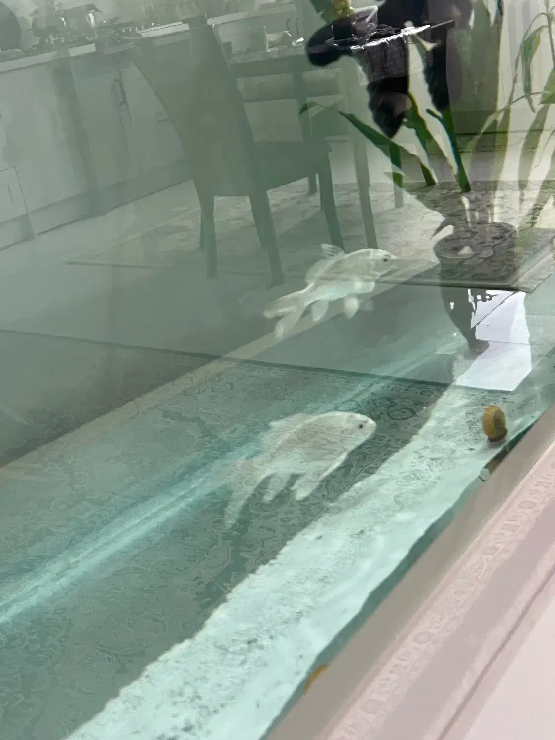 ماهی قیکت مناسب|ماهی|ری, دیلمان|دیوار