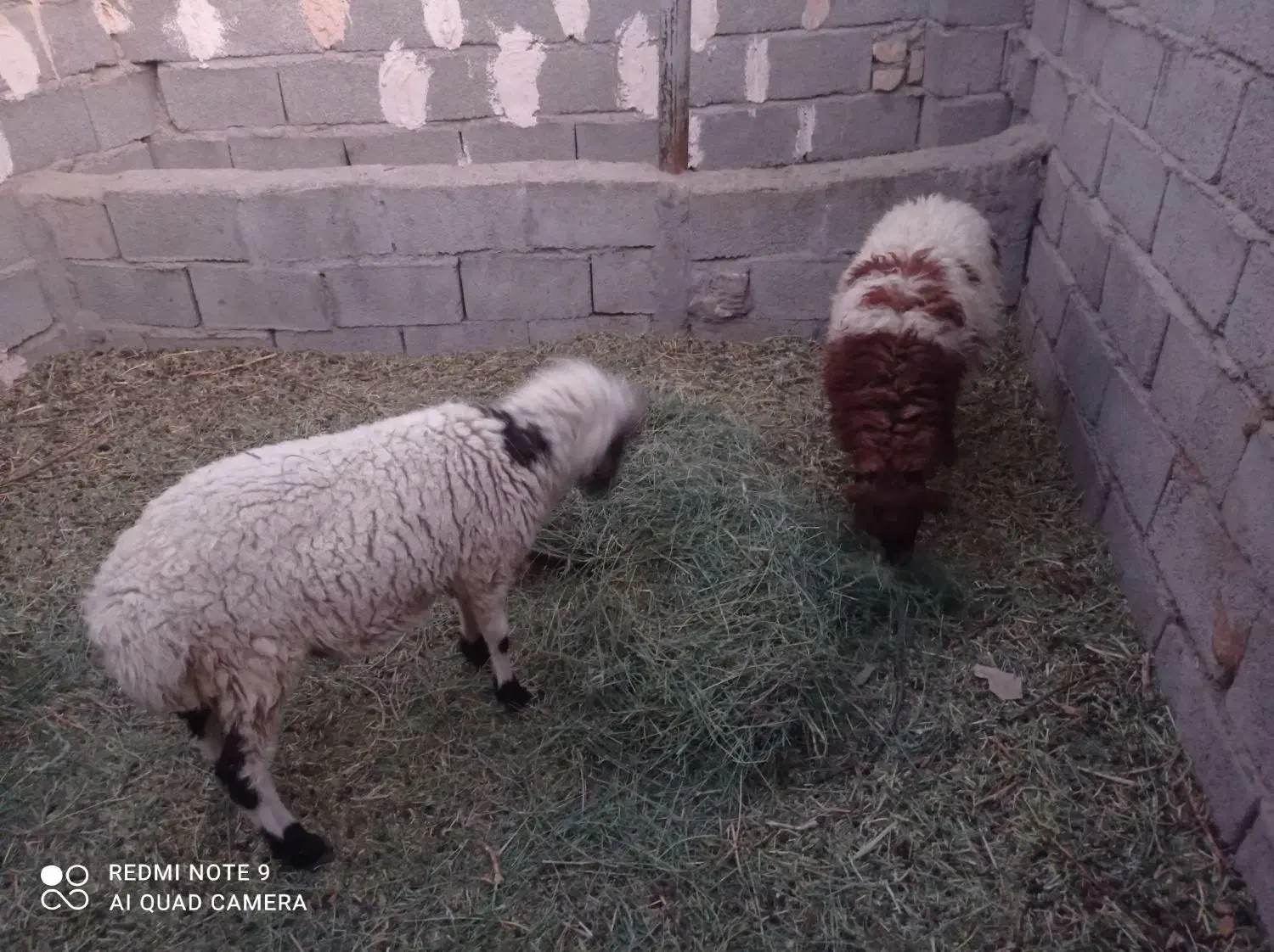 دوراس بره نر و ماده|حیوانات مزرعه|گلزار, |دیوار