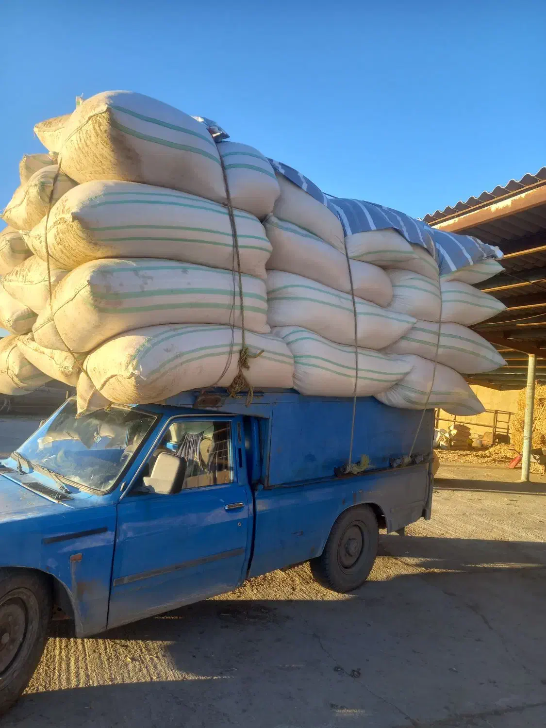 فروش وخرید کاه گندم|خدمات باغبانی و درختکاری|قیدار, |دیوار