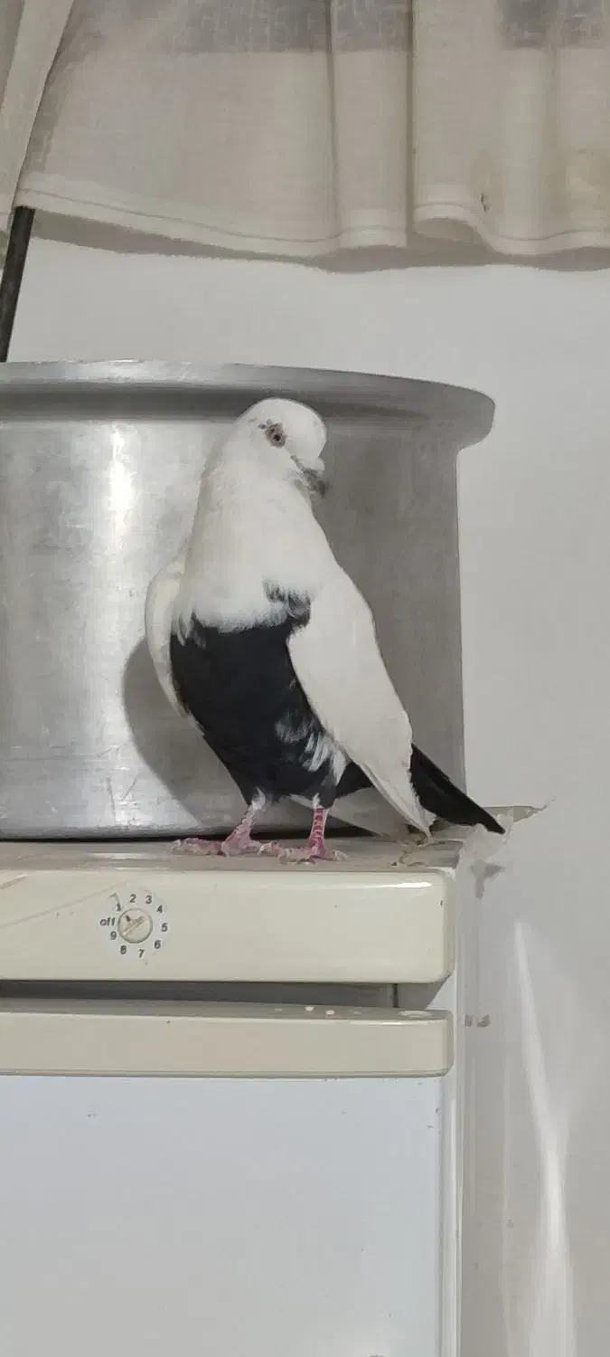 کله دار|پرنده|رزن, |دیوار