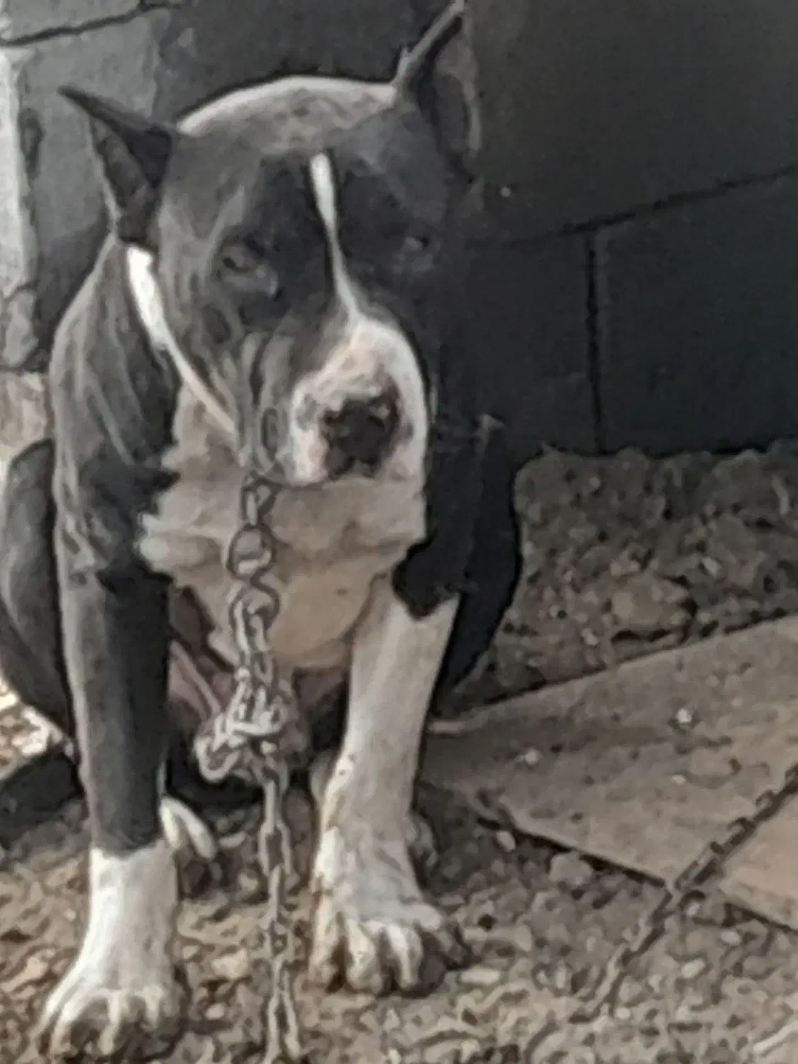 واگذاری سگ|سگ|نوشین شهر, |دیوار