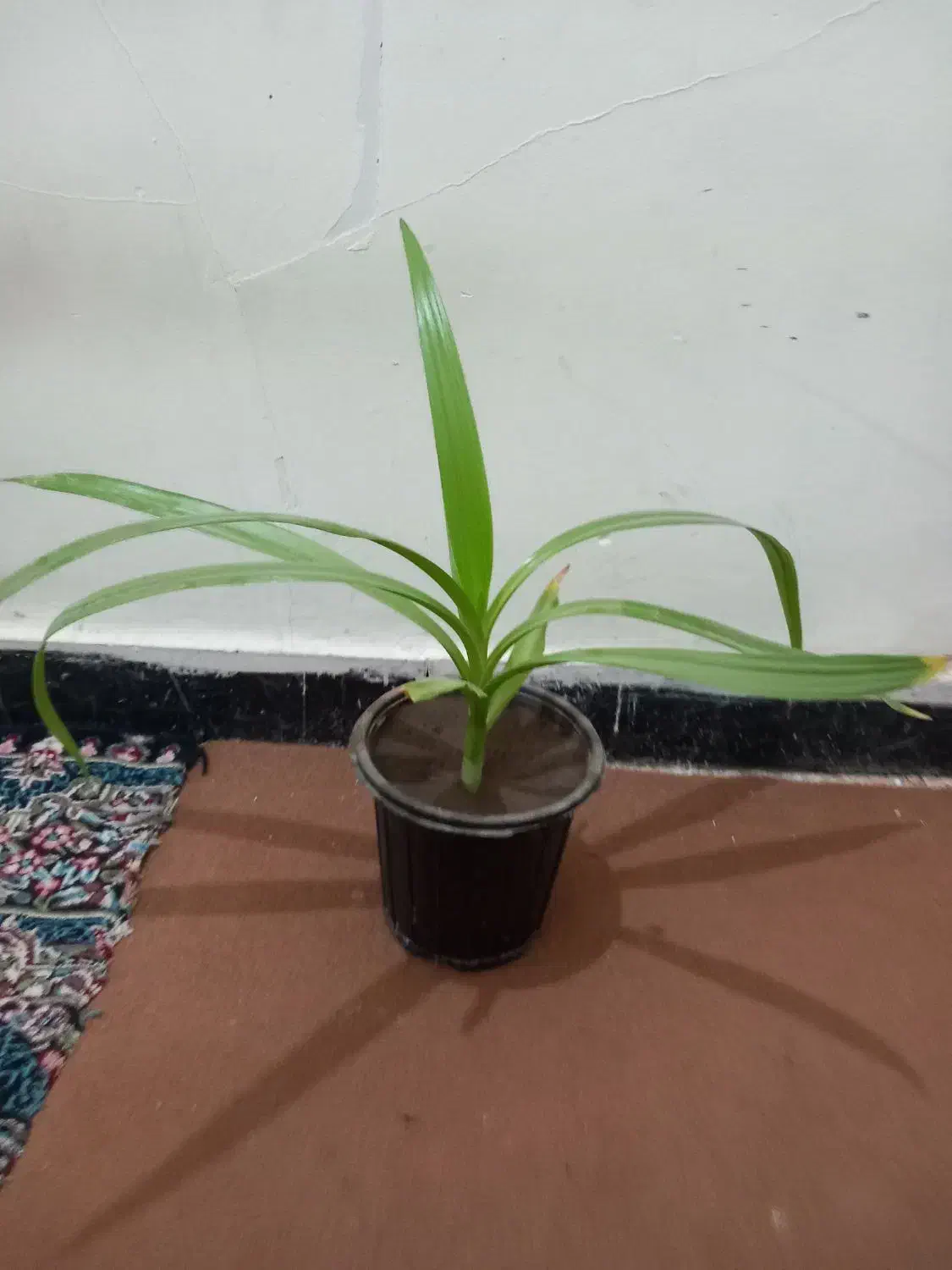 گل*برگ موزی* ۸۵ ت|گل و گیاه طبیعی|رفسنجان, |دیوار