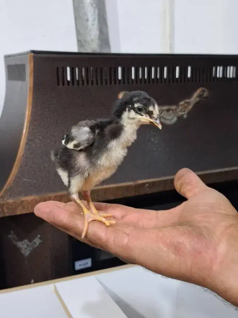 جوجه گلین|حیوانات مزرعه|خاوران, |دیوار