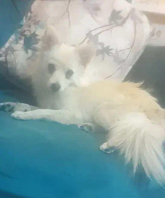 واگذاری سگ|سگ|هشتگرد, فاز ۳ مهستان|دیوار