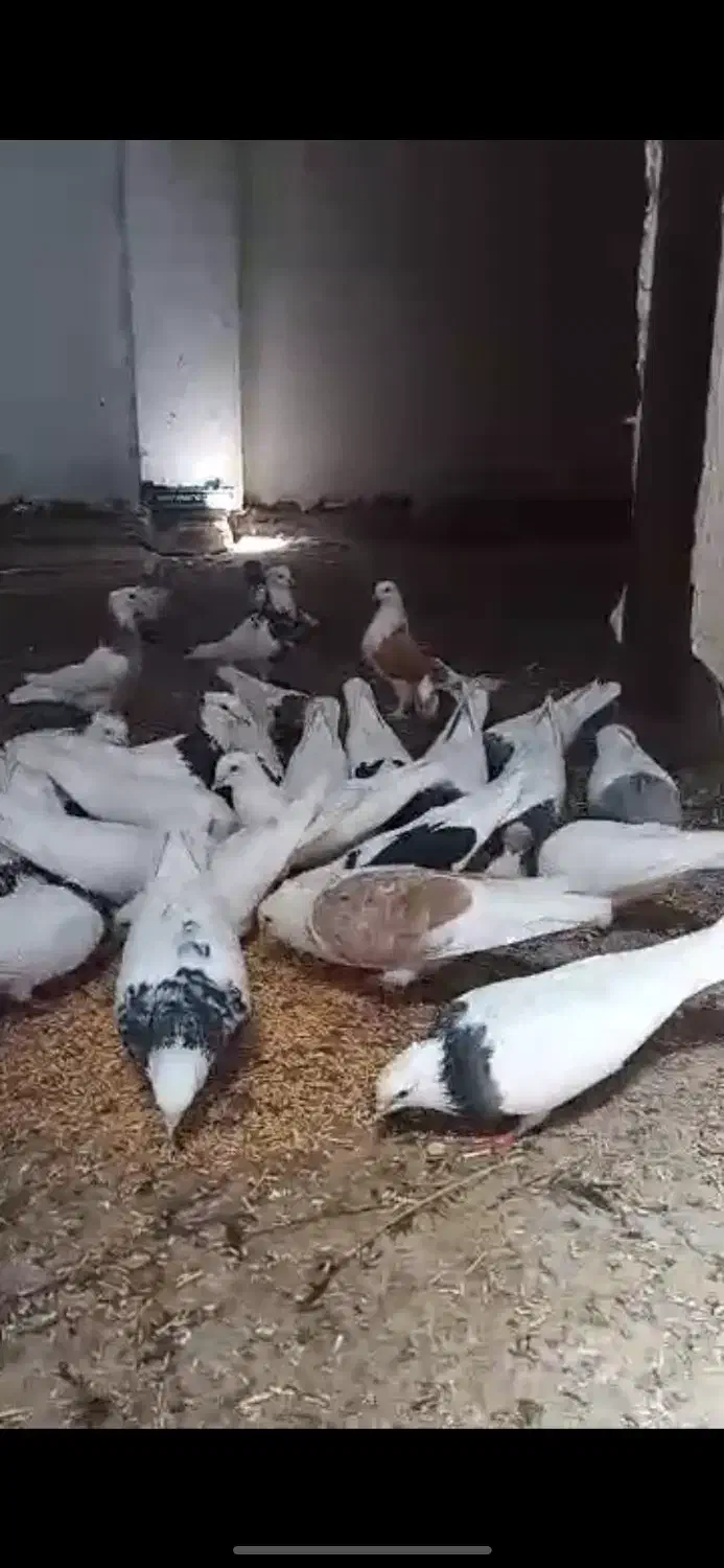 کفتر طوقی سرور|پرنده|بستان آباد, |دیوار