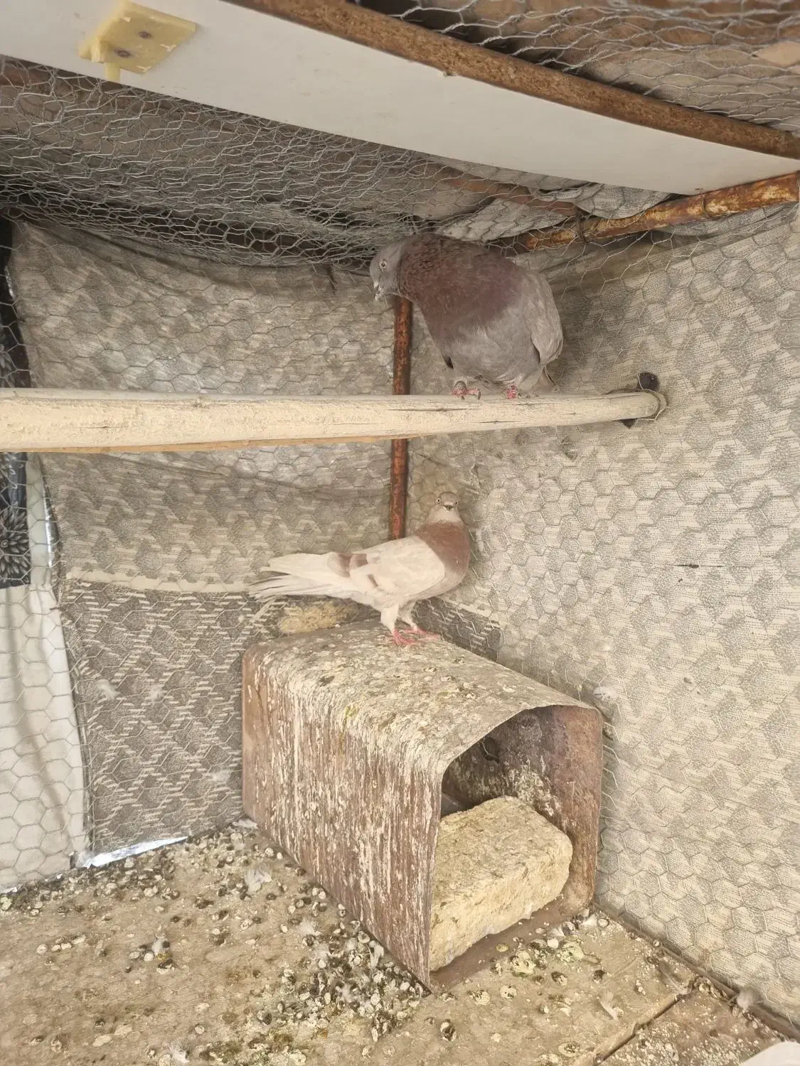 سرخ پیس|پرنده|پیر بکران, |دیوار