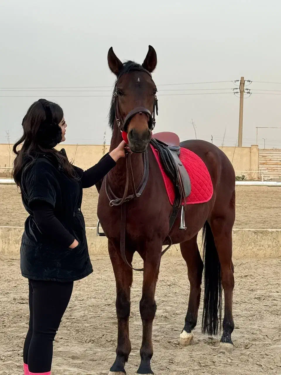 اسب نریون پرشی|اسب و تجهیزات اسب‌سواری|احمدآبادمستوفی, |دیوار