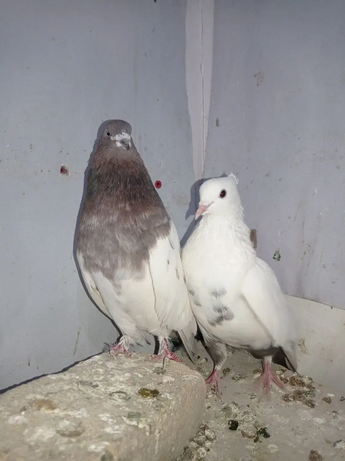 کبوتر|پرنده|رزن, |دیوار