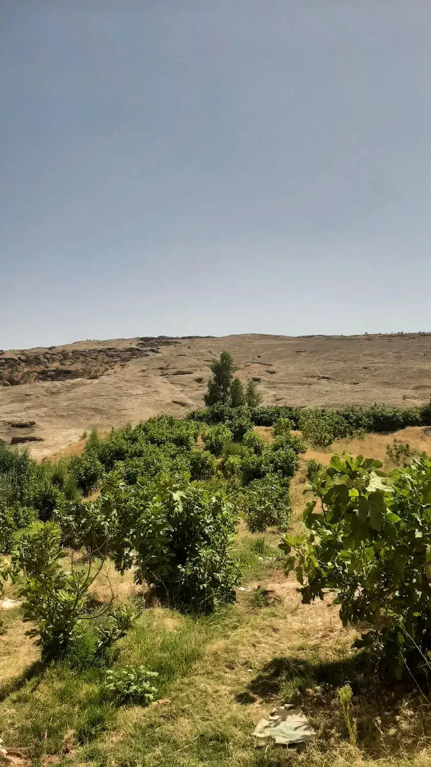 فروش باغ انجیر سیاه|فروش زمین و ملک کلنگی|کلیائی, |دیوار