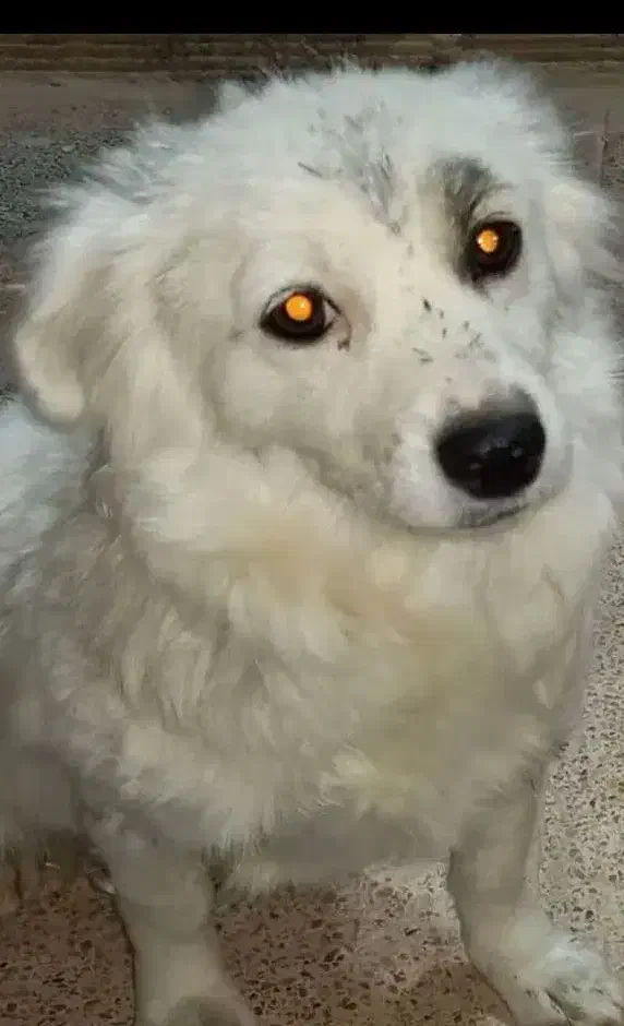 سگ پامر اشپیتز|سگ|فولادشهر, زاینده رود|دیوار