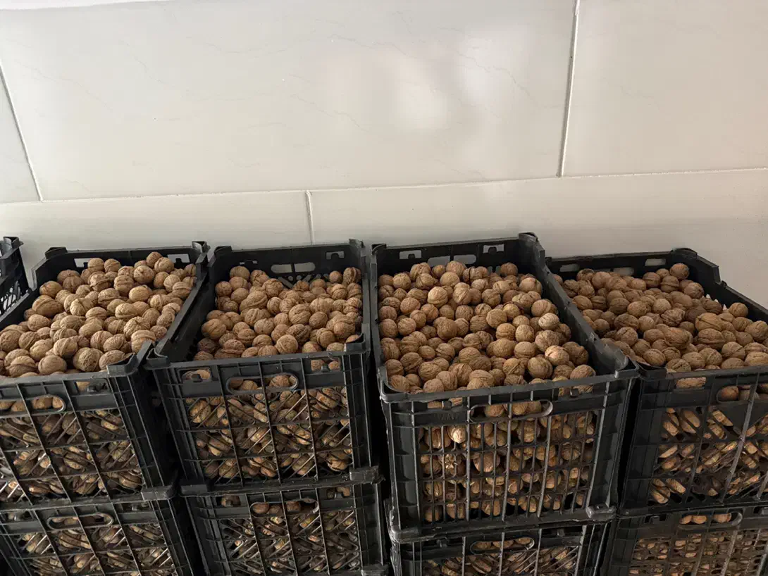 گردو|خوردنی و آشامیدنی|دامغان, |دیوار