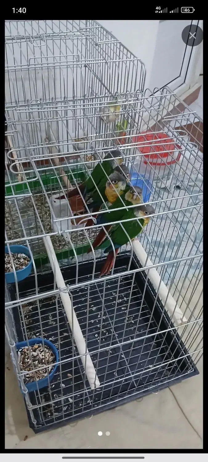 گرینچیک|پرنده|باقرشهر, |دیوار