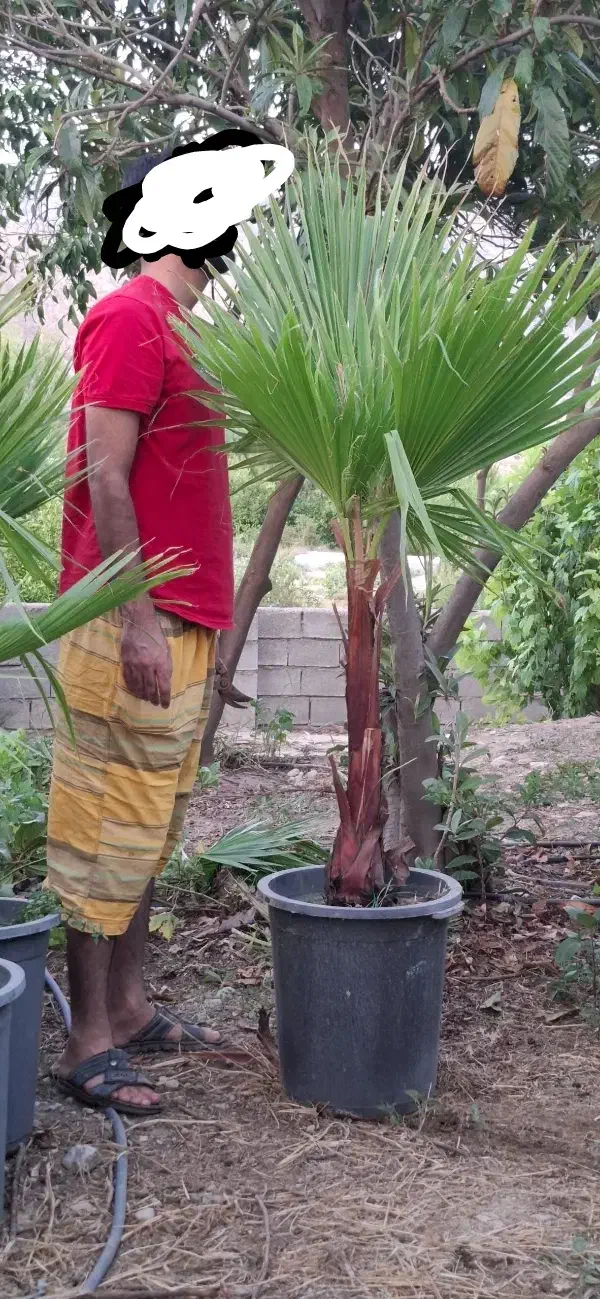 نخل پالم و رز رونده|گل و گیاه طبیعی|شیراز, شهرک امیر کبیر|دیوار