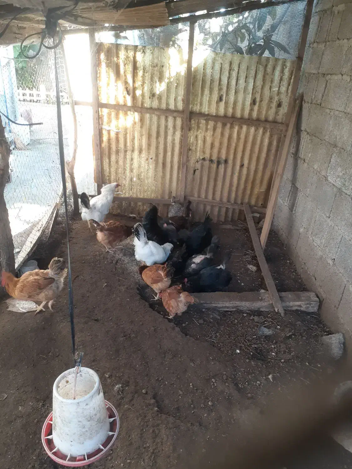 ۱۰عدد مرغ تخم گذار ۱سالو نیمه|حیوانات مزرعه|کیاشهر, |دیوار