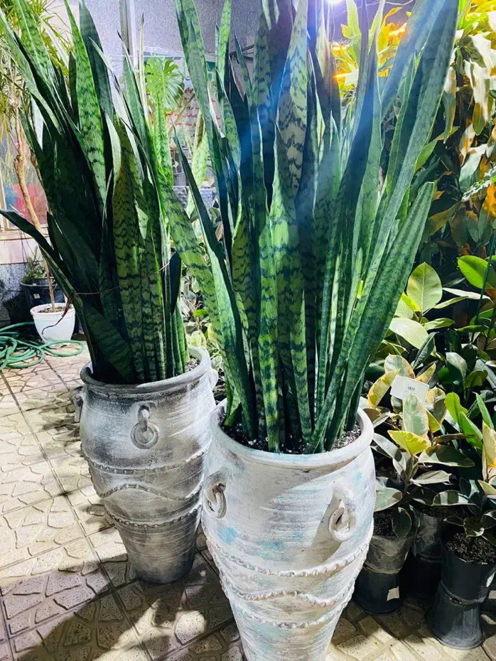 فروش گلهای آپارتمانی با مشاوره|گل و گیاه طبیعی|پردیس, فاز ۴|دیوار