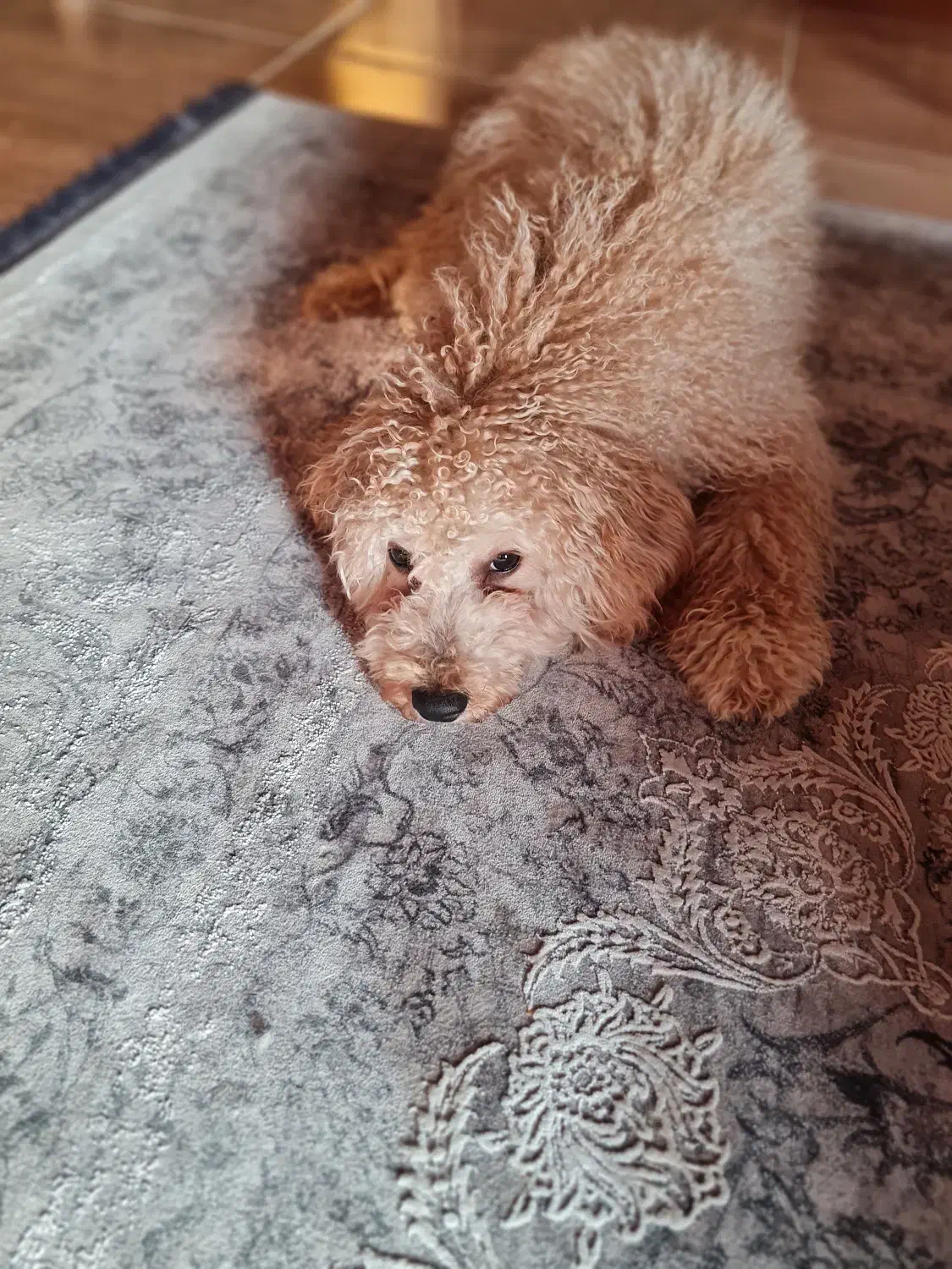 واگذاری سگ پودل|سگ|نوشهر, |دیوار