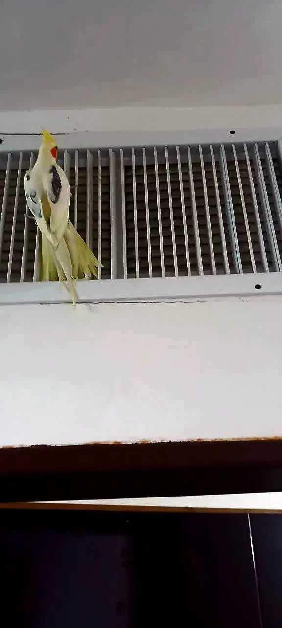 عروس هلندی خانگی دوکت|پرنده|اصفهان, جاوان|دیوار