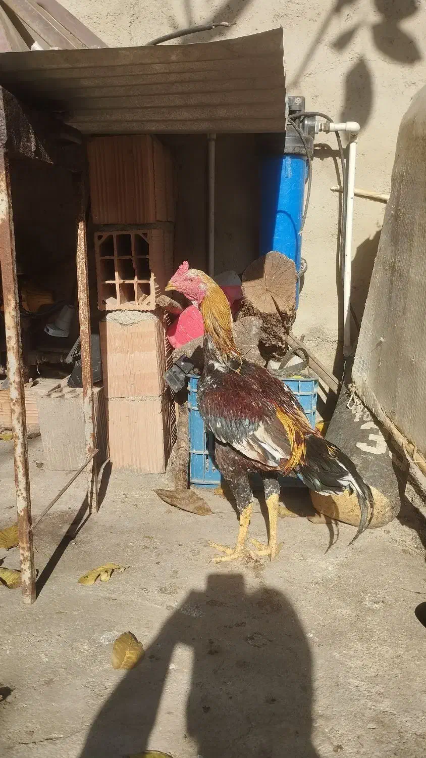 خروس لاری|حیوانات مزرعه|رامیان, |دیوار