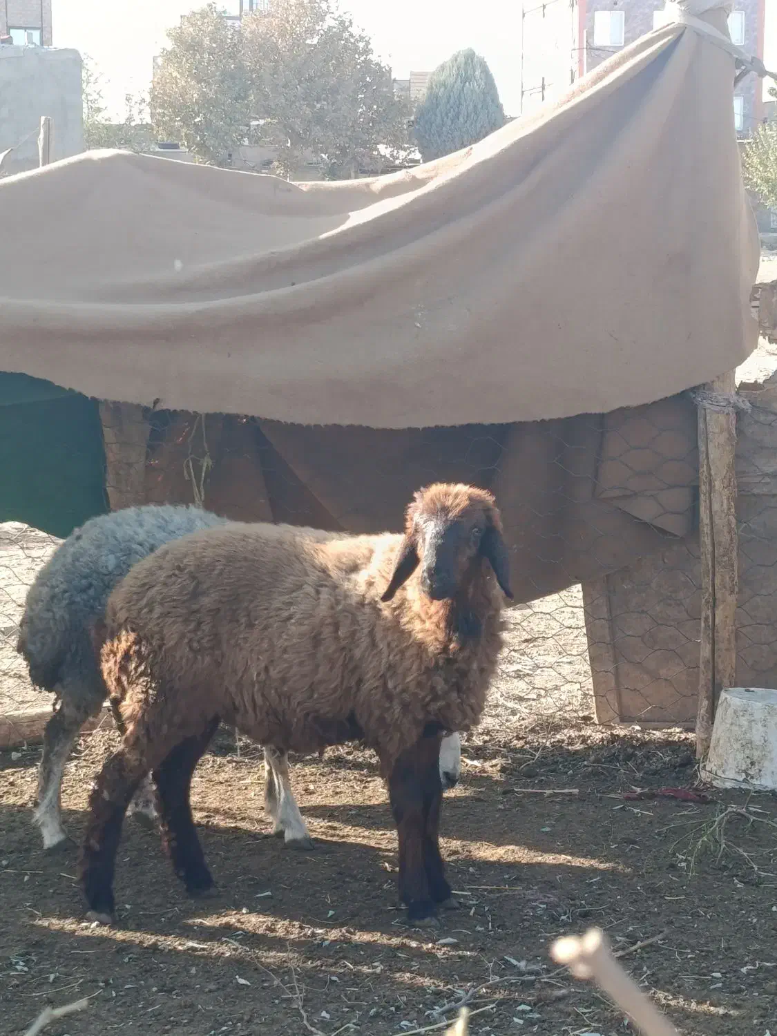 بره نر|حیوانات مزرعه|الوند, |دیوار