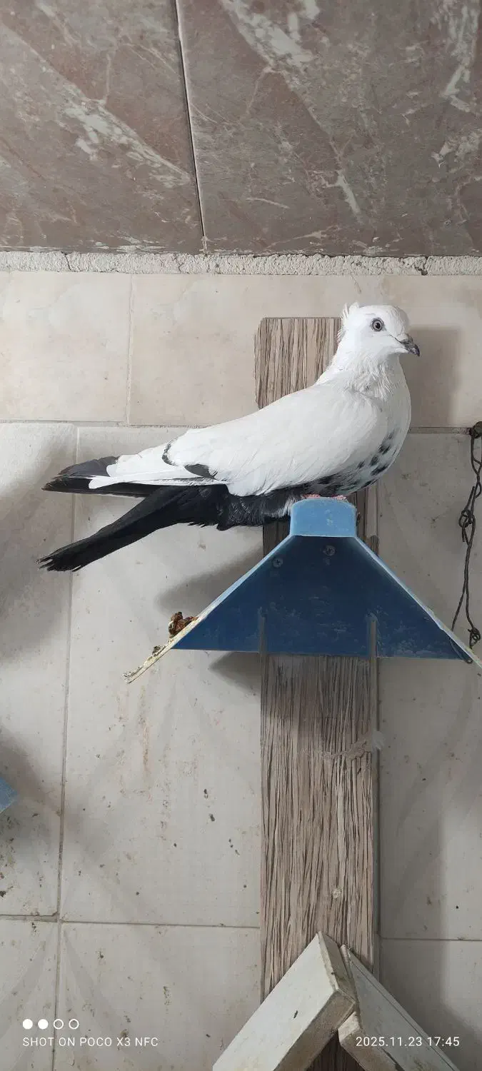 پرنده کبوتر رنگی دمبی|پرنده|اندیمشک, |دیوار