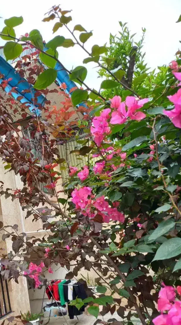 فروش خانه قدیمی|فروش خانه و ویلا|رشت, منظریه|دیوار