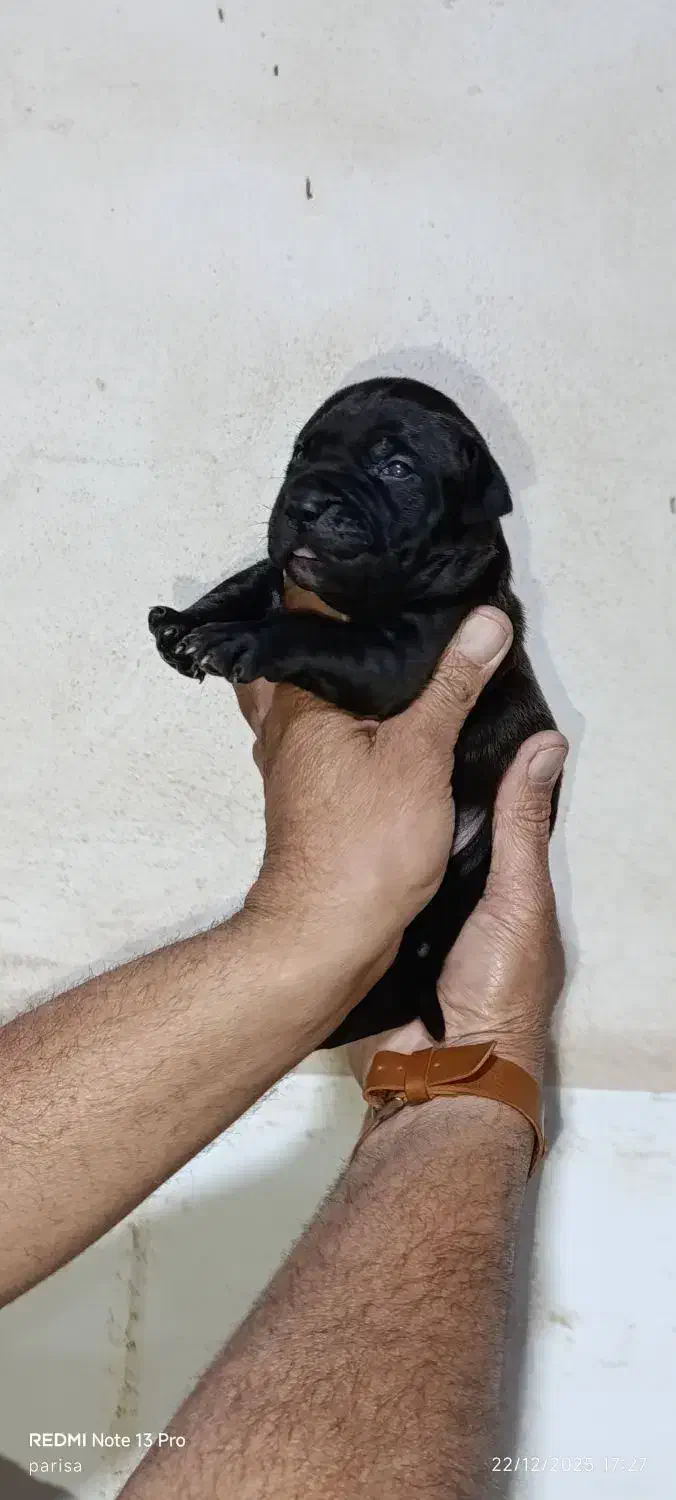 پیت بول|سگ|شیراز, سلطان آباد|دیوار